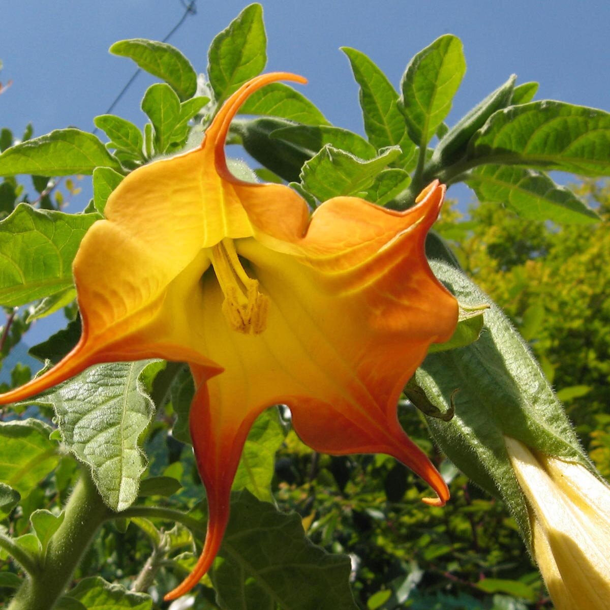 Engelstrompete (Brugmansia suaveolens) - ca. 10 Samen