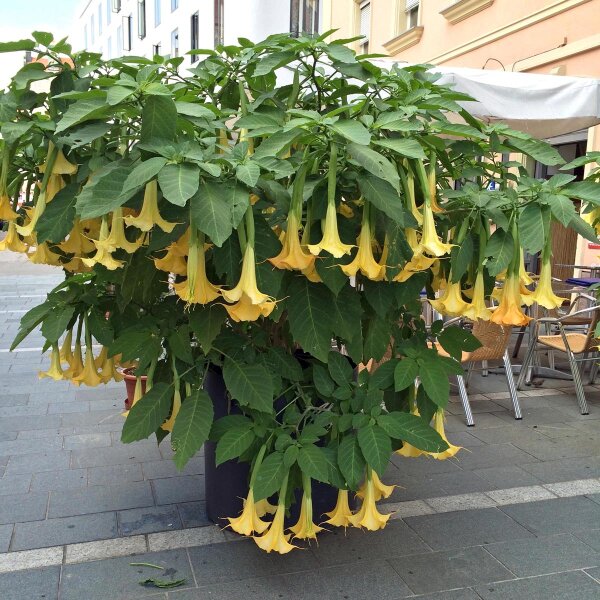 Engelstrompete (Brugmansia suaveolens) - ca. 10 Samen