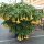 Engelstrompete (Brugmansia suaveolens) Samen