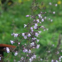 Echte Bergminze (Calamintha nepeta) Samen