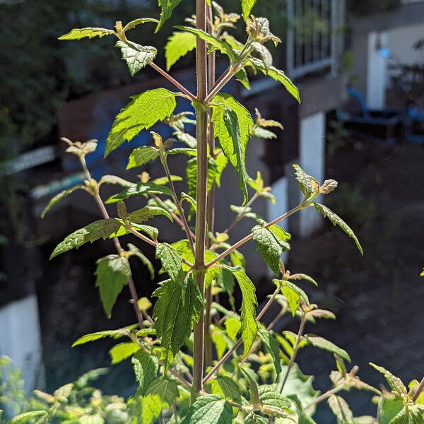 Mexikanisches Traumkraut (Calea zacatechichi) Samen