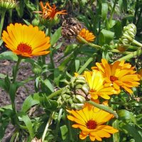 Ringelblume (Calendula officinalis) Samen