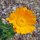 Ringelblume (Calendula officinalis) Samen