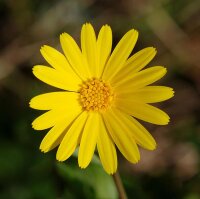 Acker-Ringelblume (Calendula arvensis) Samen