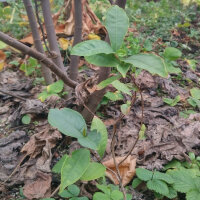 Tee (Camellia sinensis) Samen