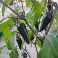 Poblano Chili Mulato Isleno (Capsicum annuum) Samen