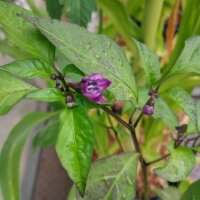 Poblano Chili Mulato Isleno (Capsicum annuum) Samen