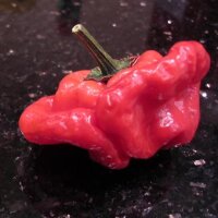 Chili Mini Bonnet (Capsicum baccatum) Samen