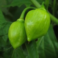 Caribbean Red Habanero (Capsicum chinense) Chilis Samen