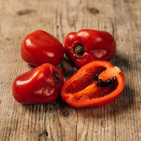 Baumchili Rocoto Manzano Rojo (Capsicum pubescens) Samen