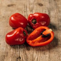 Baumchili Rocoto Manzano Rojo (Capsicum pubescens) Samen
