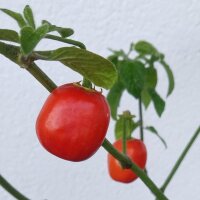 Baumchili Rocoto Manzano Rojo (Capsicum pubescens) Samen
