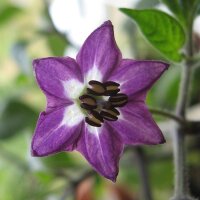Baumchili Rocoto Manzano Rojo (Capsicum pubescens) Samen