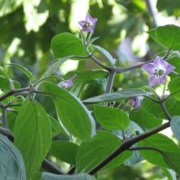 Baumchili Rocoto Manzano Rojo (Capsicum pubescens) Samen
