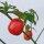 Baumchili Rocoto Manzano Rojo (Capsicum pubescens) Samen