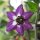Baumchili Rocoto Manzano Rojo (Capsicum pubescens) Samen