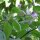Baumchili Rocoto Manzano Rojo (Capsicum pubescens) Samen