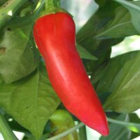 Chili Hungarian Hot Wax (Capsicum annuum) Bio Saatgut