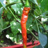 Peperoni Lombardo / Lunga Sigaretta (Capsicum annuum) Samen