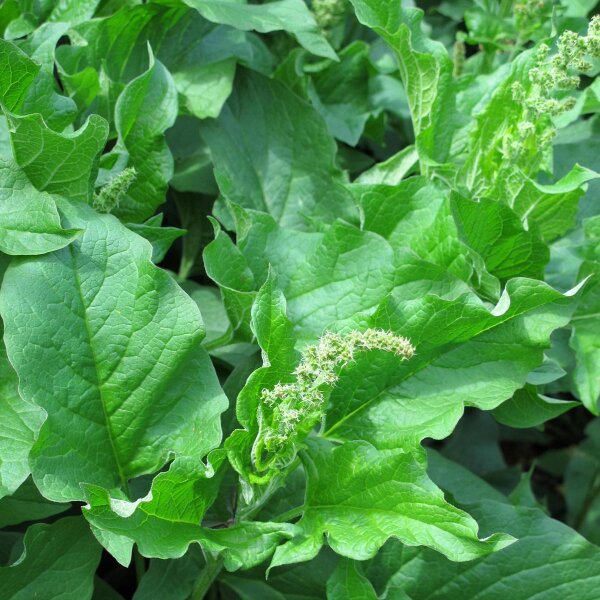 Guter Heinrich (Chenopodium bonus-henricus) Samen