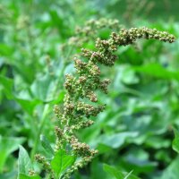 Guter Heinrich (Chenopodium bonus-henricus) Samen