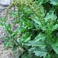 Guter Heinrich (Chenopodium bonus-henricus) Samen