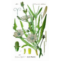 Chicoree Di Bruxelles (Cichorium intybus) Samen