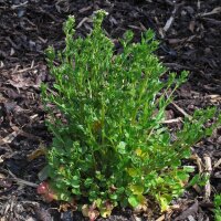 Löffelkraut (Cochlearia officinalis) Samen