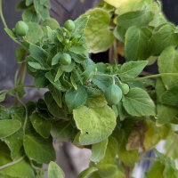 Dang Shen (Codonopsis pilosula) Samen