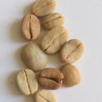Bergkaffee (Coffea arabica) Samen