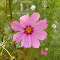 Cosmea / Schmuckkörbchen (Cosmos bipinnatus) Samen