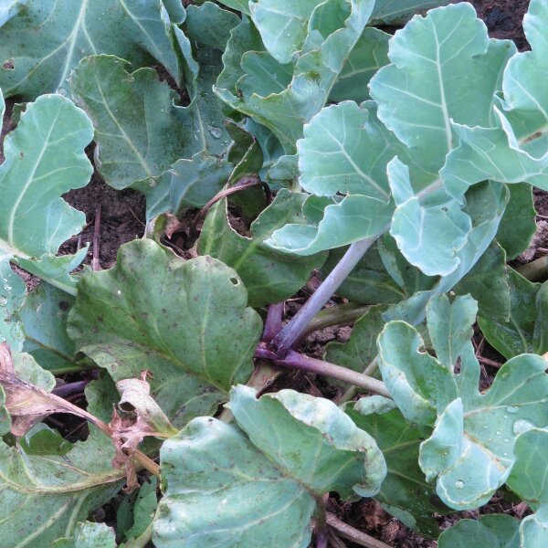 Meerkohl (Crambe maritima) Samen