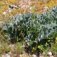 Meerkohl (Crambe maritima) Samen