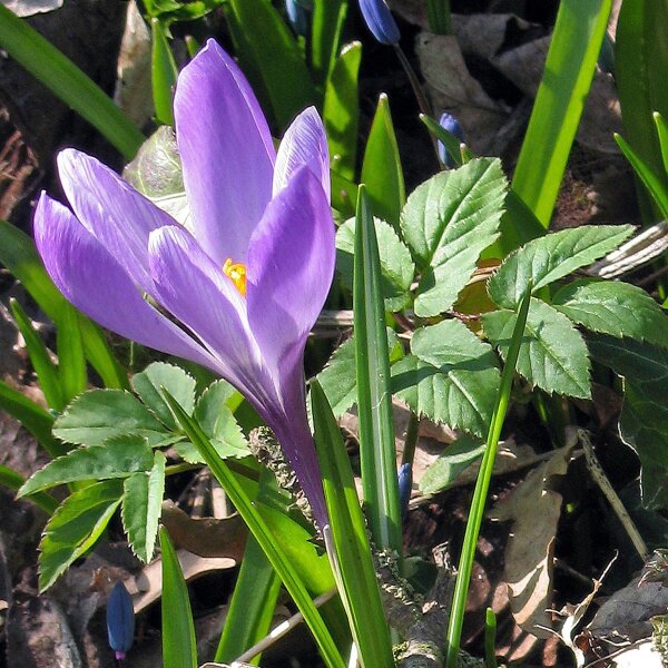 Elfenkrokus (Crocus tommasinianus) Samen