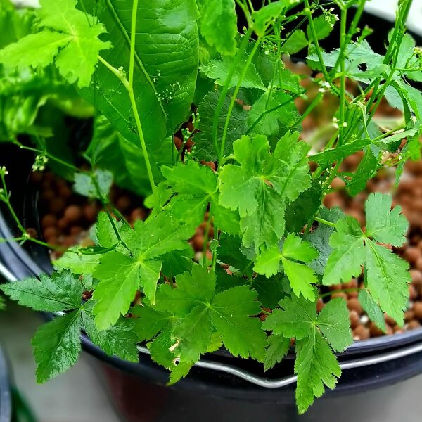 Mitsuba / Japanische Petersilie (Cryptotaenia japonica) Samen