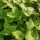 Mitsuba / Japanische Petersilie (Cryptotaenia japonica) Samen