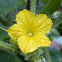 Salatgurke Chinesische Schlangen (Cucumis sativus) Samen