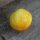 Gelbe Gurke Crystal Lemon (Cucumis sativus) Samen