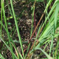 Ostindisches Zitronengras / Lemongras (Cymbopogon flexuosus) Samen