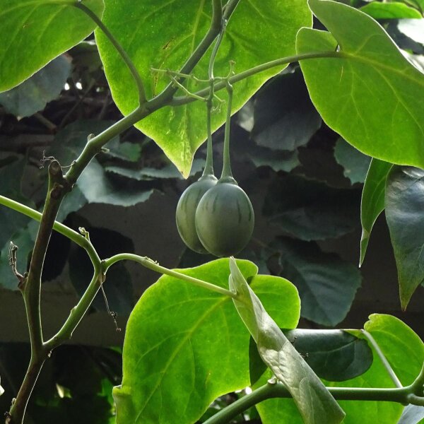 Tamarillo / Baumtomate (Solanum betaceum) Samen