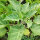 Toloache (Datura inoxia) Samen
