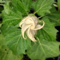 Indischer Stechapfel (Datura metel) Samen