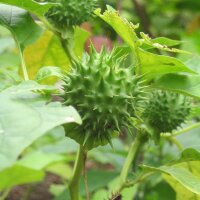 Weißer Stechapfel (Datura stramonium) Samen