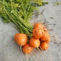 Frühe Karotte Pariser Markt (Daucus carota)