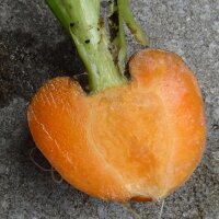 Frühe Karotte Pariser Markt (Daucus carota)