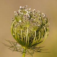 Wilde Möhre (Daucus carota ssp. carota) Samen