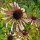 Schmalblatt Sonnenhut (Echinacea angustifolia) Samen