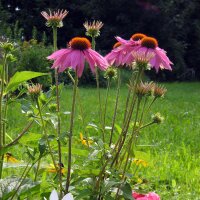 Roter Sonnenhut (Echinacea purpurea) Samen