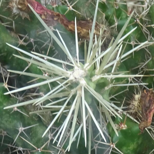 Hikuri (Echinocereus triglochidiatus)