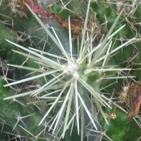 Hikuri (Echinocereus triglochidiatus) Samen